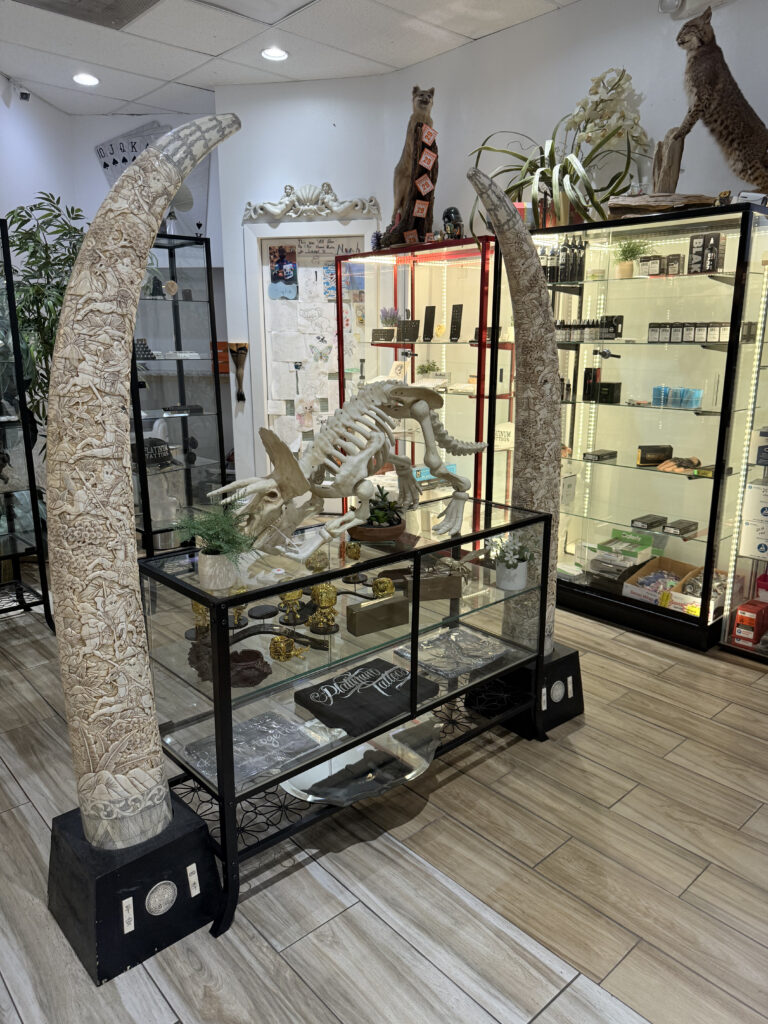 Platinum Tattoos & Piercing SHop